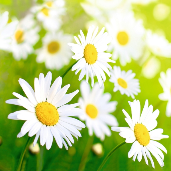 SERVETTI 33 CM – Lucky daisy