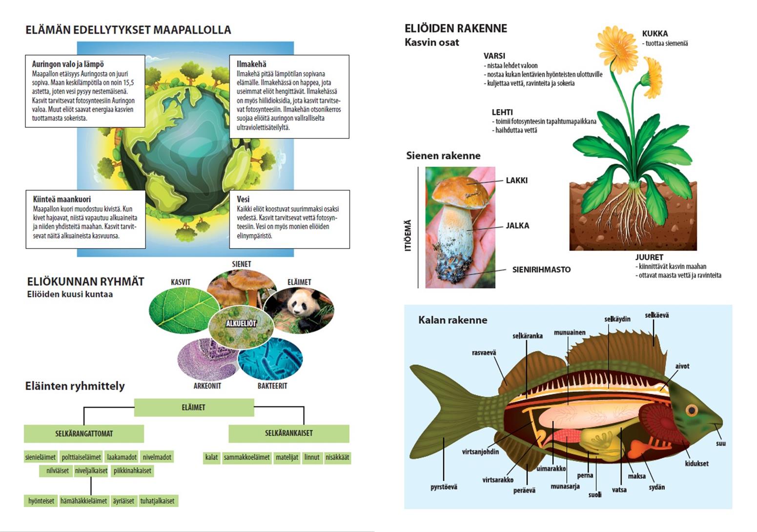 Oppiainevihko A5/40 Biologia - Image 2